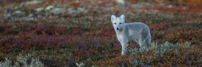 Upcoming Free Webinars